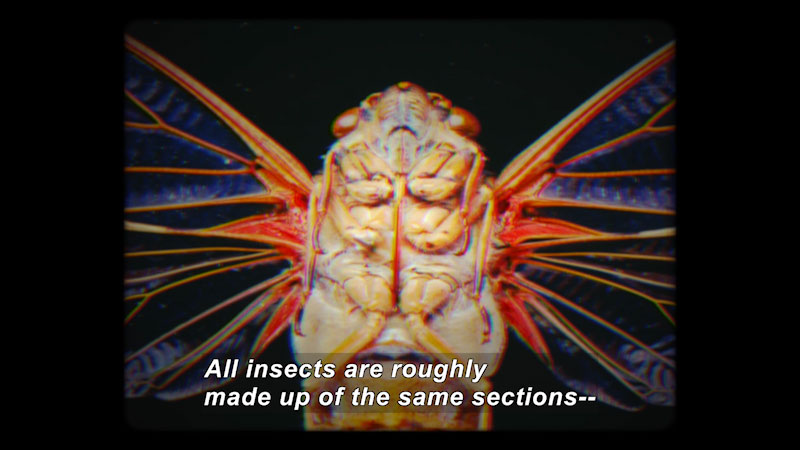 Still image from The Brain Scoop: How to Pin an Insect