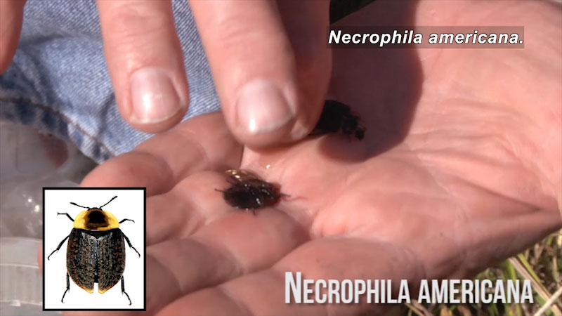 Person holding a small insect. Inset of a picture of the insect. Caption: Necrophila Americana