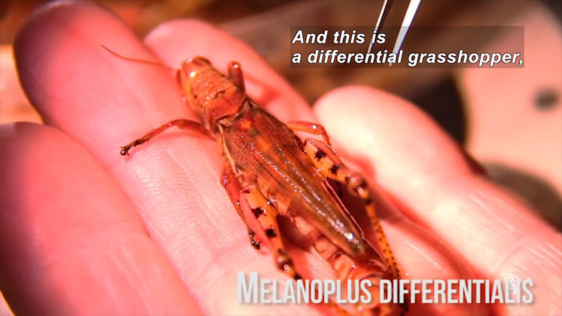 Person holding a grasshopper. Melanoplus Differentialis. Caption: And this is a differential grasshopper,
