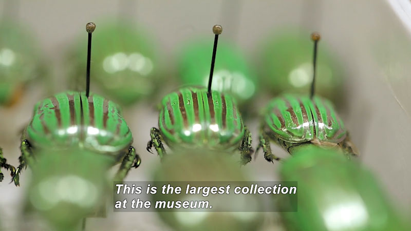 Close up of insects pinned to a board. They have green stripes down their backs. Caption: This is the largest collection at the museum.