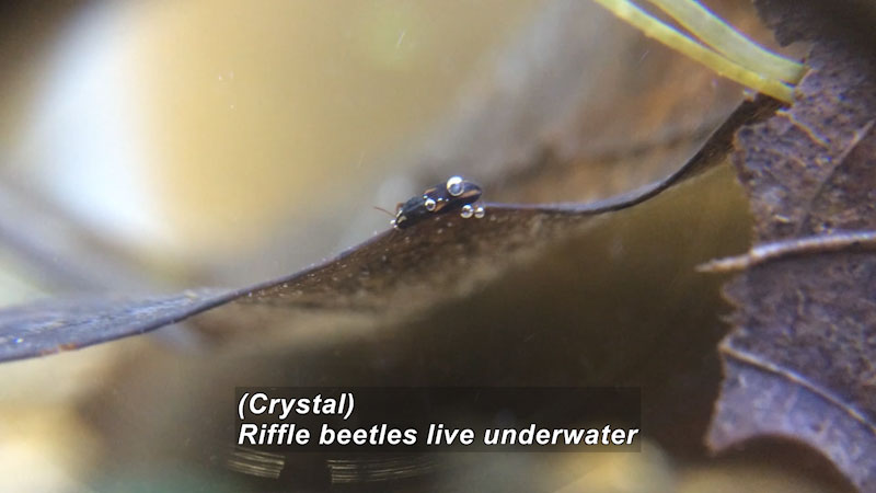 Closeup of a small beetle crawling on the edge of a leaf underwater. Caption: (Crystal) Riffle beetles live underwater