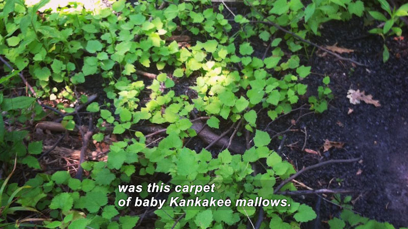 Green leafy foliage partially covering the ground. Caption: was this carpet of baby Kankakee mallows.