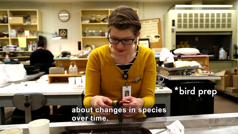 Person in a lab setting holding the body of a bird. Bird prep. Caption: about changes in species over time.