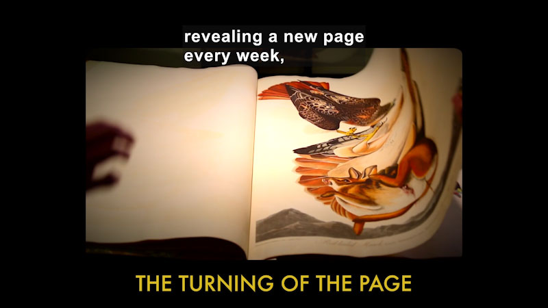Person turning the page of a book with detailed illustrations. The turning of the page. Caption: revealing a new page every week,