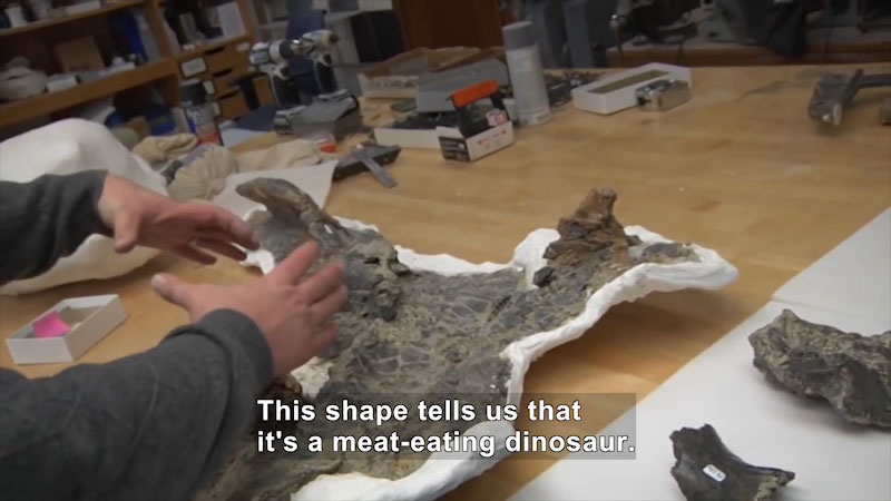 Person gesturing towards preserved remains of a dinosaur. Caption: This shape tells us that it's a meat-eating dinosaur.