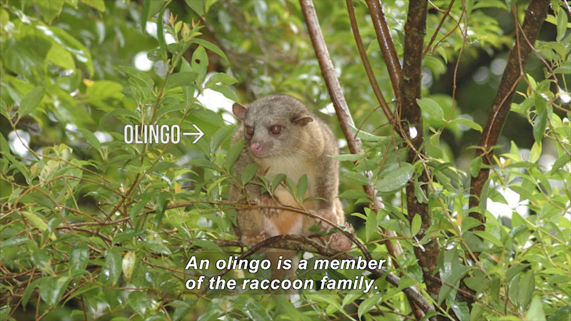 Brown fuzzy mammal sitting in a tree. Caption: An olingo is a member of the raccoon family.
