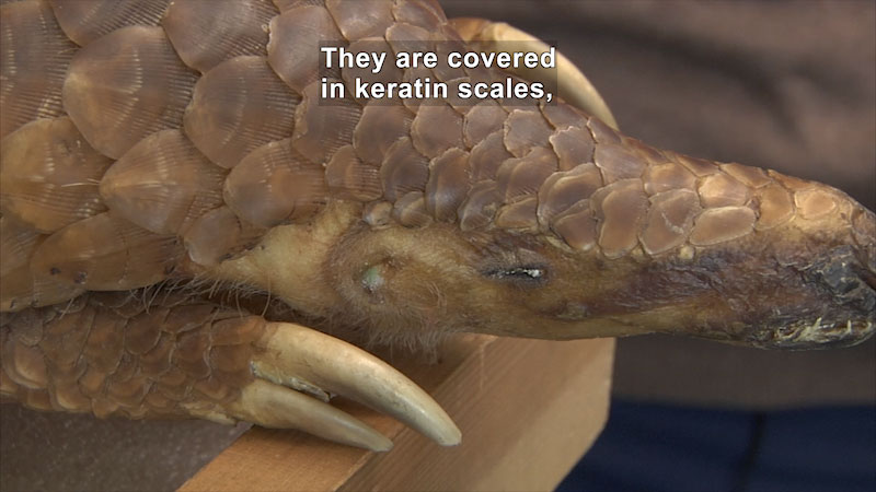 Closeup of an animal with a pointed snout, large claws, and overlapping scales covering its body. Caption: They are covered in keratin scales,