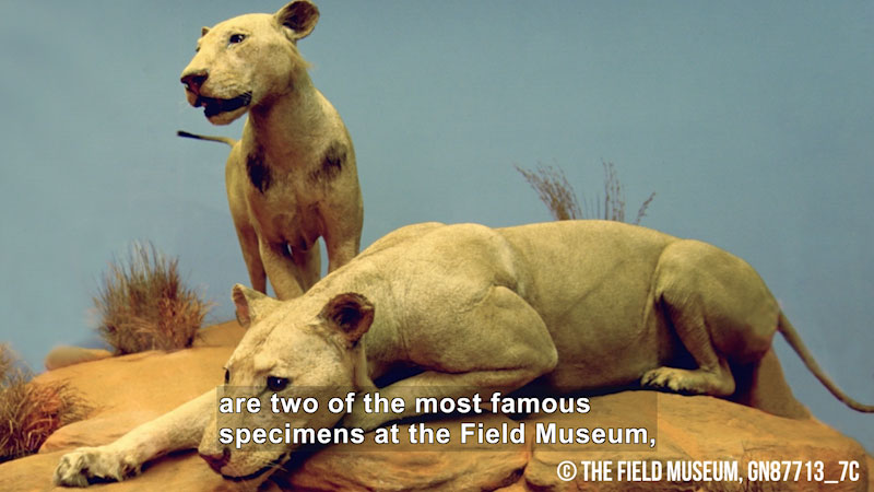 Taxidermized female lions in a museum. Caption: are two of the most famous specimens at the Field Museum,