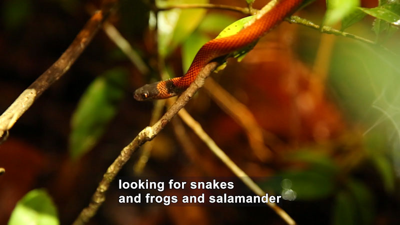 Snake slithering down a thin branch. Caption: looking for snakes and frogs and salamander