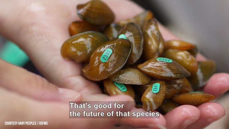 A person holding a handful of mollusks that are tagged with unique ids. Caption: That's good for the future of that species