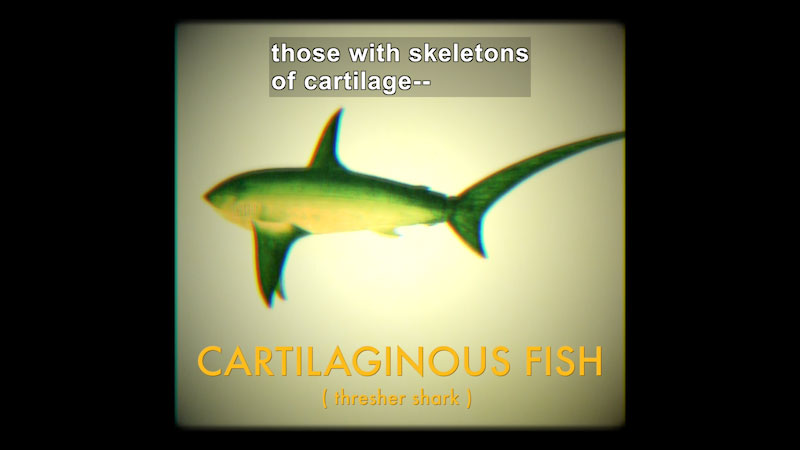 Illustration of a fish with long, pointed fins. Cartilaginous Fish (thresher shark). Caption: those with skeletons of cartilage --
