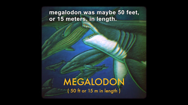 Illustration of a giant shark dwarfing the whales it swims with and is about to bite into one. Caption: megalodon was maybe 50 feet, or 15 meters, in length.