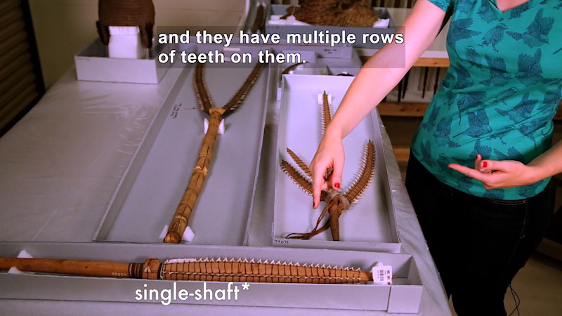 Person gesturing towards spear-like weapons used to hunt shark. Caption: and they have multiple rows of teeth on them.
