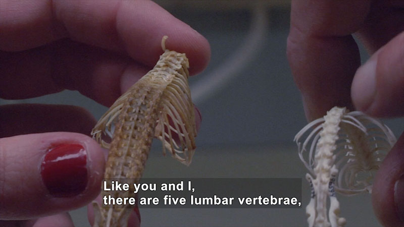 People holding very small skeletons. Caption: Like you and I, there are five lumbar vertebrae,
