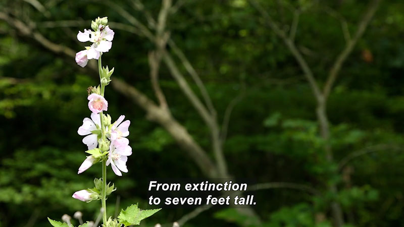 Still image from The Brain Scoop: The Kankakee Mallow