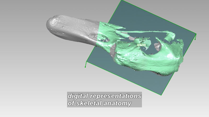 3D computer image of a partially destroyed skeletal structure. Caption: digital representations of skeletal anatomy