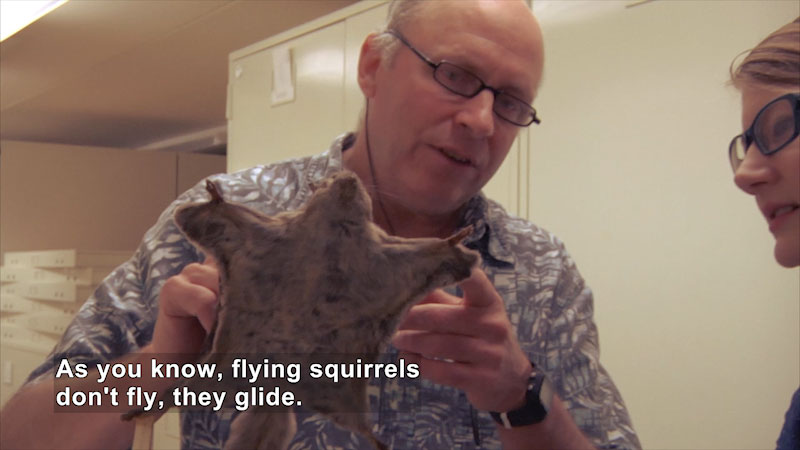 Person holding a taxidermized flying squirrel with legs extended. Caption: As you know, flying squirrels don't fly, they glide.