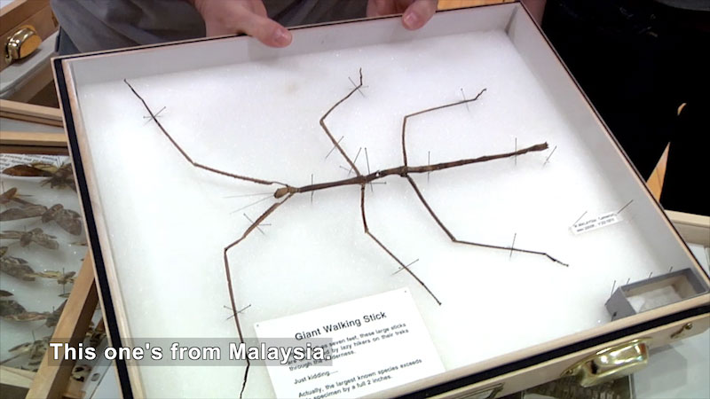Giant walking stick pinned to a board for display. Caption: This one's from Malaysia.