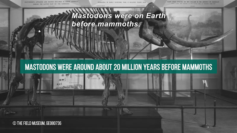 Still image from The Brain Scoop: Mammoths vs. Mastodons--Can We "De-Extinct" Them Both?