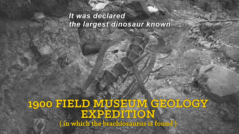 Black and white photo of a partially exposed fossil in the ground. 1900 field museum geology expedition (in which the brachiosaurus is found). Caption: It was declared the largest dinosaur known