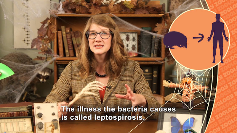 Person sitting at a desk and talking. Taxidermized animals and insects are on the shelves and desk. Caption: The illness the bacteria causes is called leptospirosis.