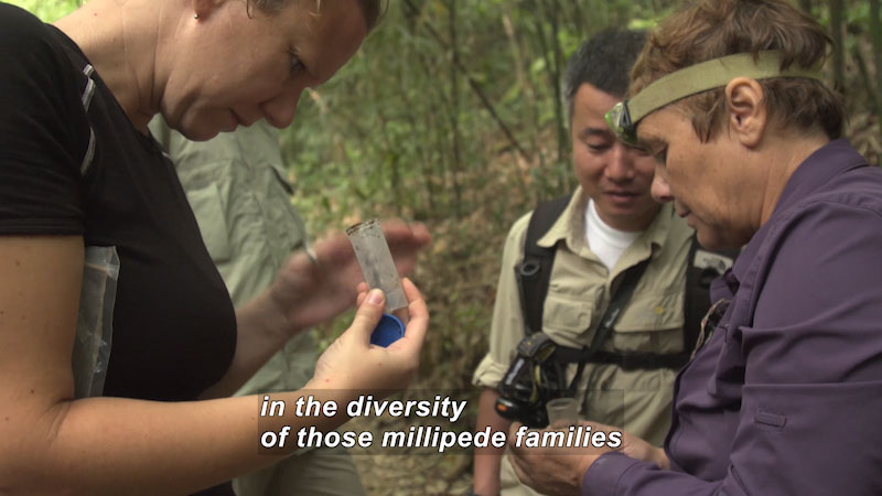 Several people stand surrounded by bamboo and other foliage while a few look inside small vials. Caption: in the diversity of those millipede families