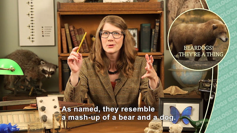 A woman seated at a desk in a suit jacket surrounded by books and preserved specimens. Inset picture: Bear-like creature - Caption: Beardogs! … They're a thing. As named, they resemble a mash-up for a bear and a dog.