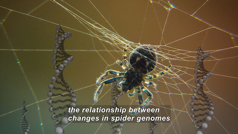 A spider in the center of a web with double helix DNA strands in the background. Caption: the relationship between changes in spider genomes