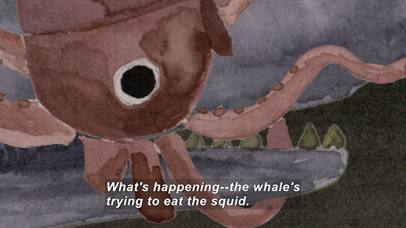 Painting of a squid. Caption: What's happening--the whale's trying to eat the squid.