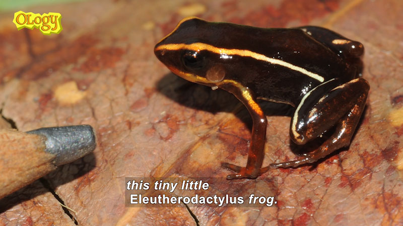 Black frog with yellow stripes that is approximately twice as long as the tip of a pencil (pencil included for size comparison). Caption: this tiny little Eleutherodactylus frog.