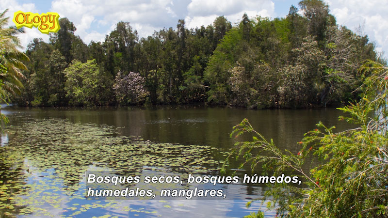 Body of water with plants floating on the surface near the shore, trees right up to the water's edge in the background. Spanish Captions.