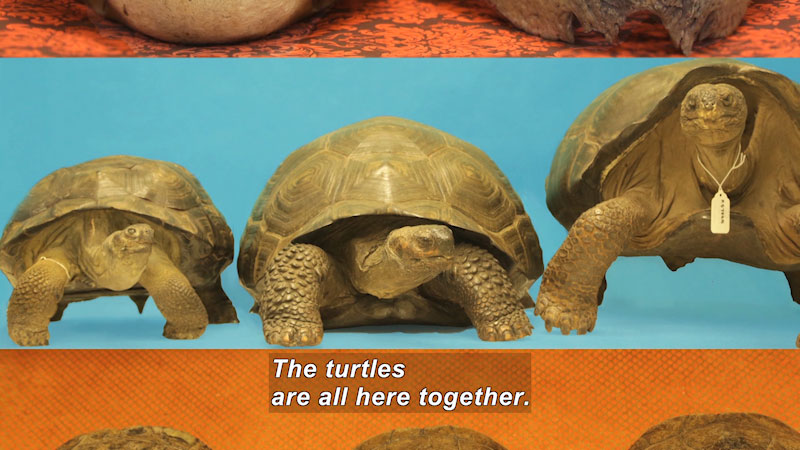 Three turtles, one with a tag around its neck. Caption: The turtles are all here together.