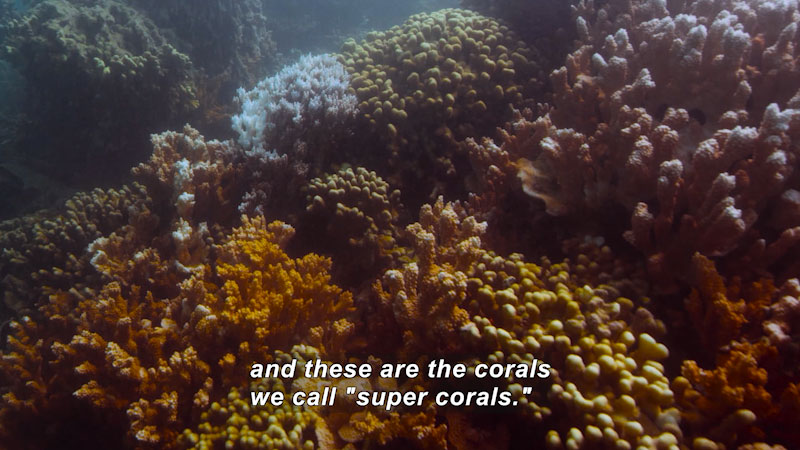 Coral of various shapes and a range of colors. Caption: and these are the corals we call "super corals."