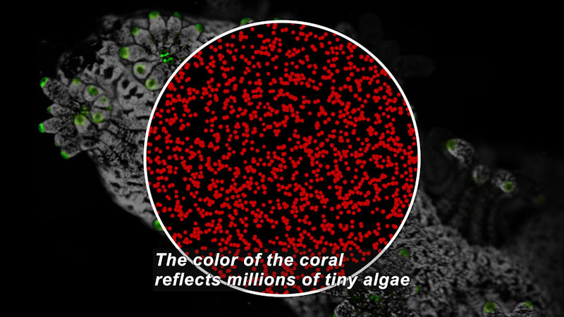 Coral with an inset magnification showing overlapping small red dots. Caption: The color of the coral reflects millions of tiny algae