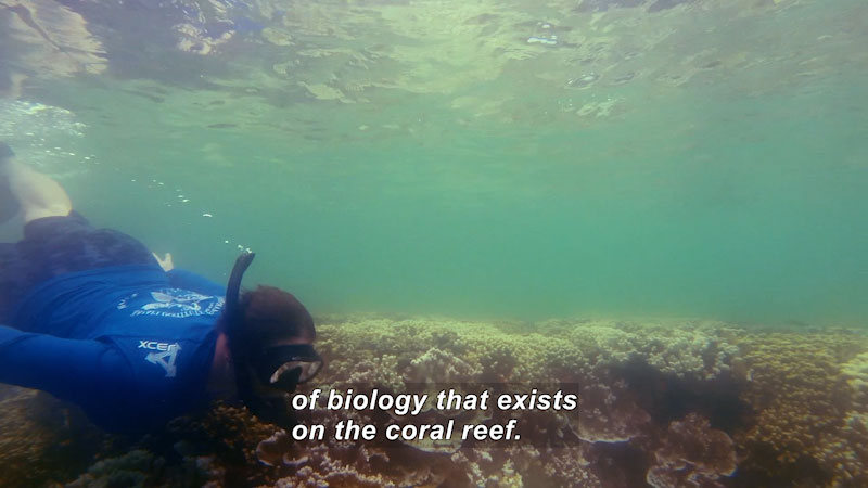 Person swimming over a coral reef in shallow water. Caption: of biology that exists on the coral reef.