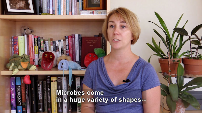 Person sitting in front of a bookcase with books on various scientific subject. Caption: Microbes come in a huge variety of shapes--