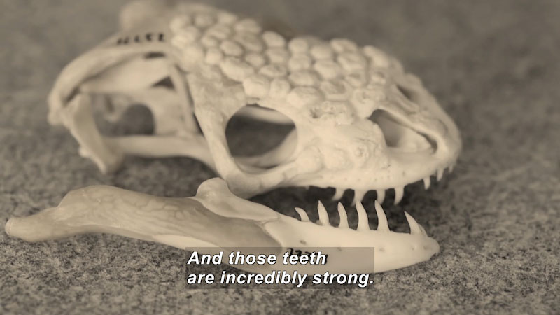 The skull of an animal with long, sharp teeth. Caption: And those teeth are incredibly strong.