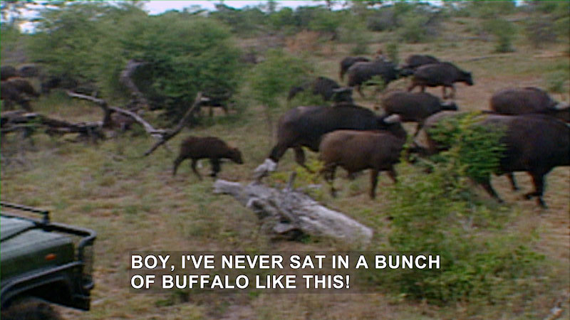 Front end of a vehicle just visible behind a large herd of buffalo walking through the bushes. Caption: Boy, I've never sat in a bunch of buffalo like this!