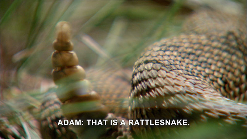 Close up of a rattlesnake's tail with the rattler in focus. Caption: Adam: That is a rattlesnake.