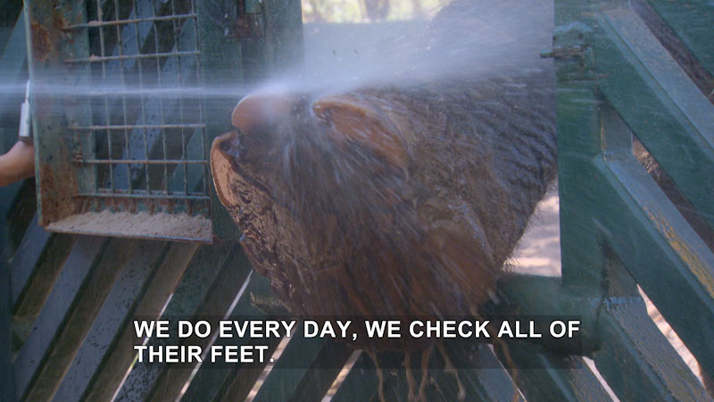 Foot of an elephant being sprayed off with water while coming through an opening in a metal fence. Caption: we do every day, we check all of their feet.