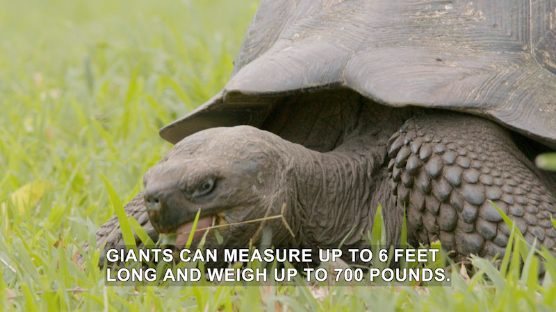Close up view of upper body of a large turtle in the grass. Caption: Giants can measure up to 6 feet long and weigh up to 700 pounds.