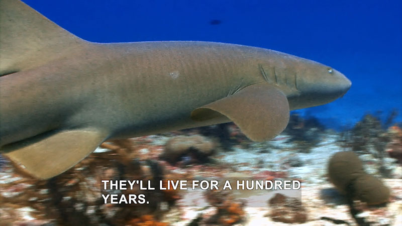A shark swimming in the ocean. Caption: THEY'LL LIVE FOR A HUNDRED YEARS. 