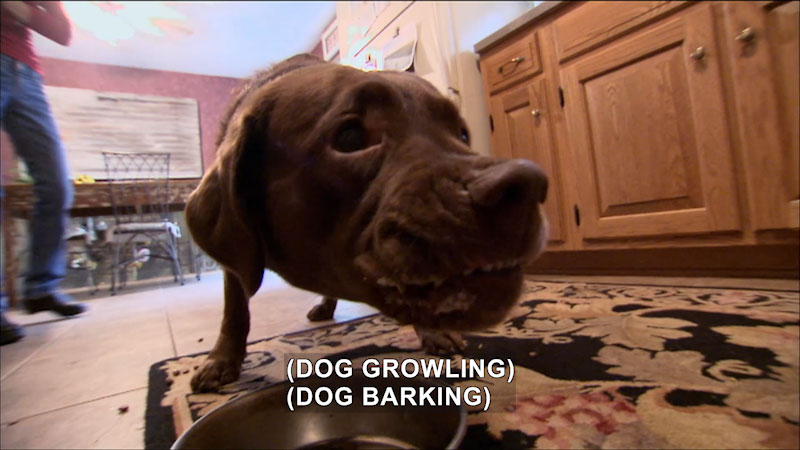 Close up of a dog's face while the dog growls and curls its lip. The background is a home with a person's legs in the frame. Caption: (Dog growling) (Dog barking)
