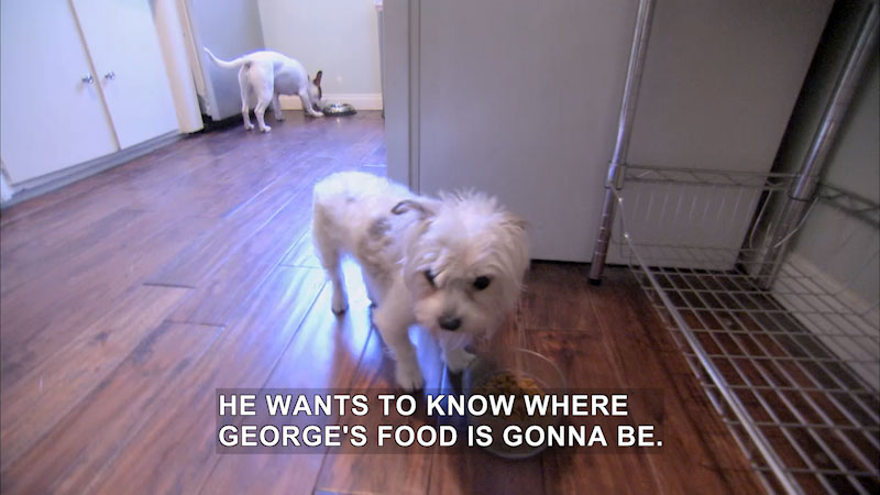 Smaller dog in foreground with a food bowl in front of it, slightly larger dog in the background facing the opposite direction with a food bowl in front of it. Caption: He wants to know where George's food is gonna be.