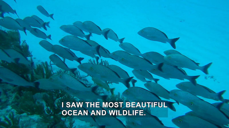 Still image from The Voyager With Josh Garcia: Under the Sea