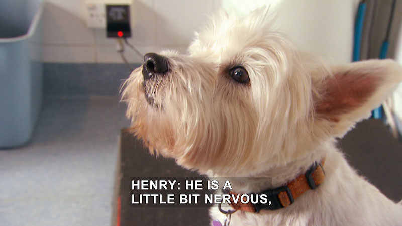 A small white dog wearing a collar with tags. Caption: Henry: he is a little bit nervous,