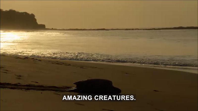 A large turtle on the beach pulling itself towards the ocean waves. Caption: Amazing creatures.