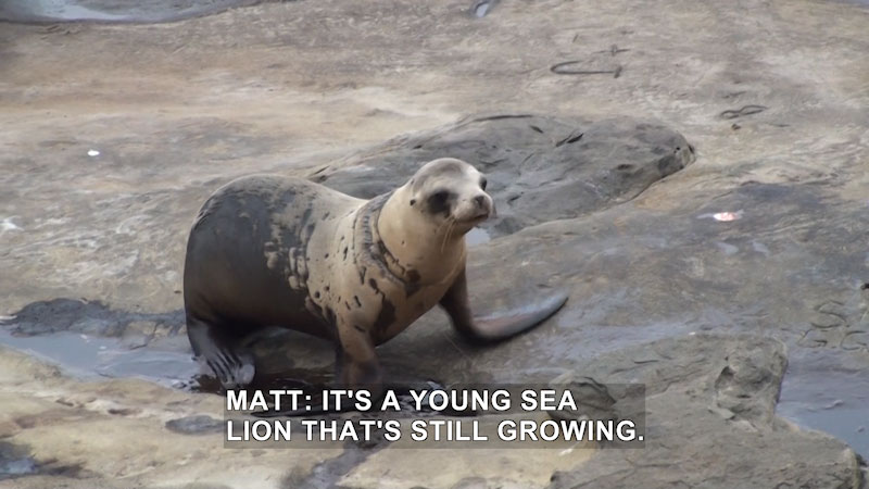 Sea lion on a rock. Caption: Matt: It's a young sea lion that's still growing.