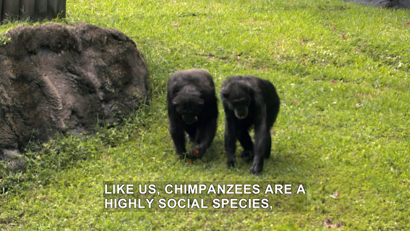 Two chimpanzees walking in the grass. Caption: LIKE US, CHIMPANZEES ARE A HIGHLY SOCIAL SPECIES, 