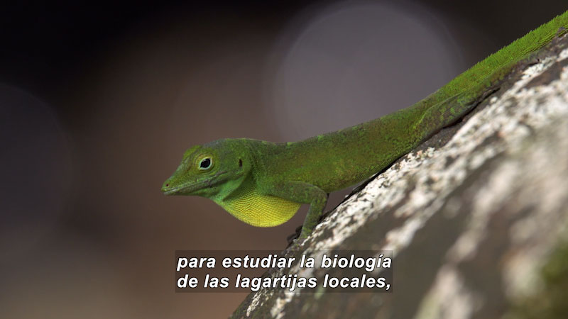 Green lizard on a rock.  Spanish captions.